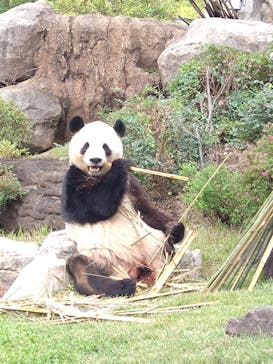 恩賜上野動物園に投稿された画像（2025/11/1）