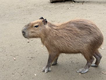 ANIMAL WONDER REZOURT 市原ぞうの国・サユリワールドに投稿された画像（2025/11/1）