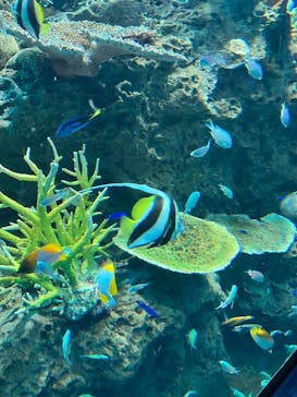 アクアワールド茨城県大洗水族館に投稿された画像（2025/11/1）