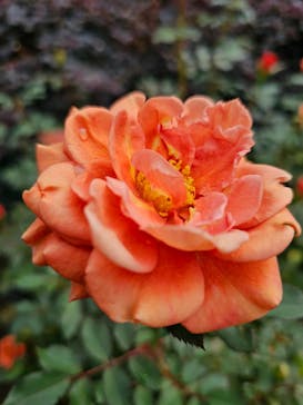 横浜イングリッシュガーデンに投稿された画像（2025/11/1）