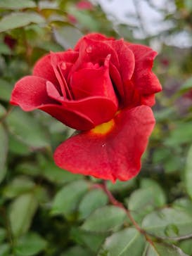 横浜イングリッシュガーデンに投稿された画像（2025/11/1）