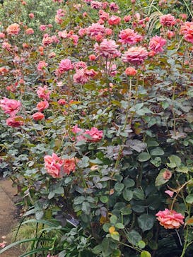 横浜イングリッシュガーデンに投稿された画像（2025/11/1）