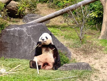 恩賜上野動物園に投稿された画像（2025/11/1）