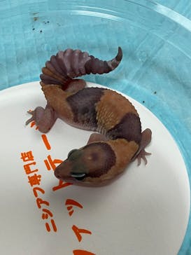 九州爬虫類フェス2025Autumnに投稿された画像（2025/11/1）