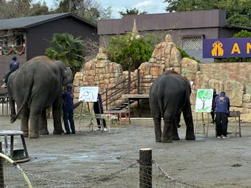 ANIMAL WONDER REZOURT 市原ぞうの国・サユリワールドに投稿された画像（2025/11/1）