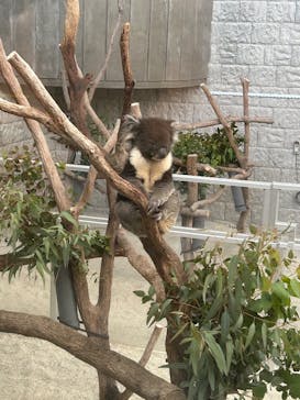 淡路ファームパーク イングランドの丘に投稿された画像（2025/11/1）