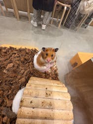 Moff animal cafe イオンモール新利府店に投稿された画像（2025/11/1）