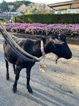 まかいの牧場に投稿された画像（2025/11/1）