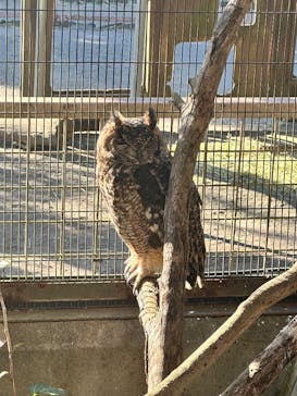 伊豆アニマルキングダムに投稿された画像（2025/11/1）