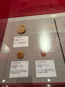 特別展「大絶滅展―生命史のビッグファイブ」に投稿された画像（2025/11/1）