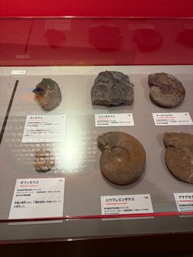 特別展「大絶滅展―生命史のビッグファイブ」に投稿された画像（2025/11/1）