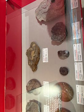 特別展「大絶滅展―生命史のビッグファイブ」に投稿された画像（2025/11/1）