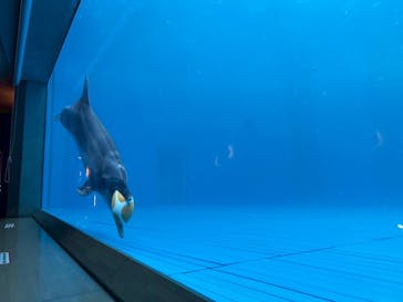 大分マリーンパレス水族館 「うみたまご」に投稿された画像（2025/11/1）
