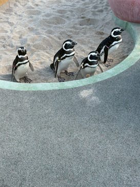 大分マリーンパレス水族館 「うみたまご」に投稿された画像（2025/11/1）