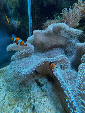 大分マリーンパレス水族館 「うみたまご」に投稿された画像（2025/11/1）