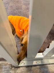 いぬカフェRio 吉祥寺店に投稿された画像（2025/11/1）