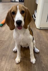 いぬカフェRio 吉祥寺店に投稿された画像（2025/11/1）