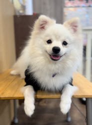 いぬカフェRio 吉祥寺店に投稿された画像（2025/11/1）