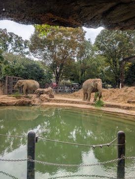 恩賜上野動物園に投稿された画像（2025/11/1）