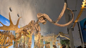 福井県立恐竜博物館に投稿された画像（2025/11/1）