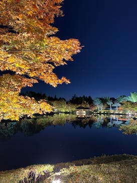 国営昭和記念公園 秋の夜散歩に投稿された画像（2025/11/1）
