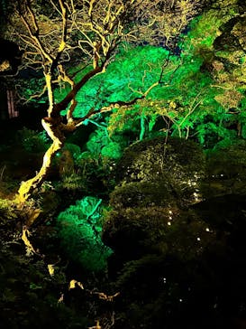 博多ライトアップウォーク実行委員会に投稿された画像（2025/11/1）