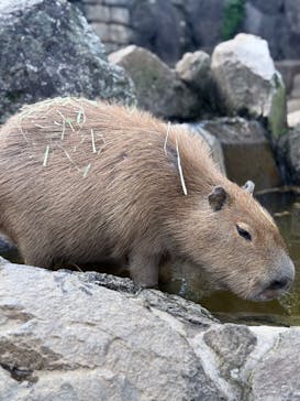 伊豆シャボテン動物公園に投稿された画像（2025/11/1）