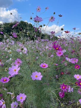 万博記念公園に投稿された画像（2025/11/1）