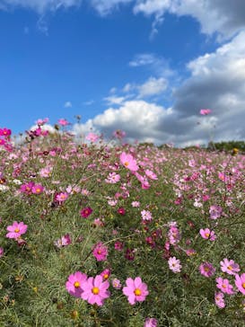 万博記念公園に投稿された画像（2025/11/1）