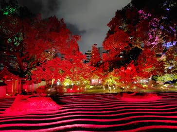 博多ライトアップウォーク実行委員会に投稿された画像（2025/11/1）