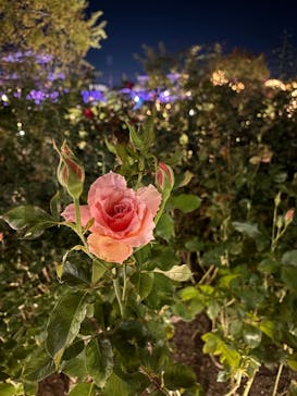 ひらかたパークに投稿された画像（2025/11/1）