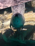 アクアワールド茨城県大洗水族館に投稿された画像（2025/11/1）