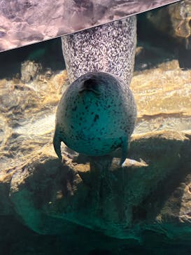 アクアワールド茨城県大洗水族館に投稿された画像（2025/11/1）