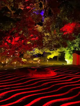 博多ライトアップウォーク実行委員会に投稿された画像（2025/11/1）