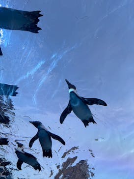 サンシャイン水族館に投稿された画像（2025/11/1）