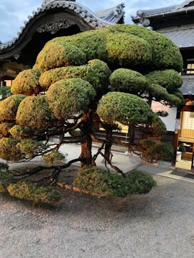 博多ライトアップウォーク実行委員会に投稿された画像（2025/11/1）