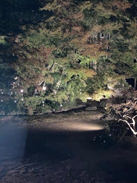 博多ライトアップウォーク実行委員会に投稿された画像（2025/11/1）