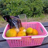 芝口果樹園に投稿された画像（2025/11/2）