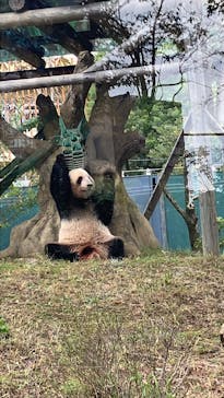 恩賜上野動物園に投稿された画像（2025/11/1）