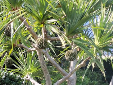 古宇利オーシャンタワーに投稿された画像（2025/11/1）