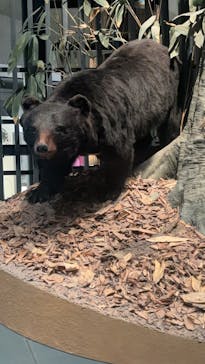 国立科学博物館に投稿された画像（2025/11/1）