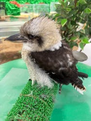 いきもの探検隊に投稿された画像（2025/11/1）