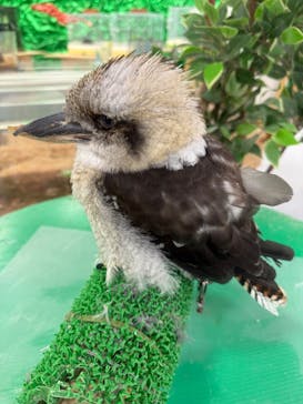 いきもの探検隊に投稿された画像（2025/11/1）