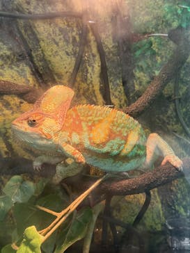 いきもの探検隊に投稿された画像（2025/11/1）