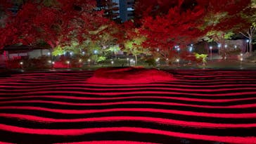 博多ライトアップウォーク実行委員会に投稿された画像（2025/11/1）