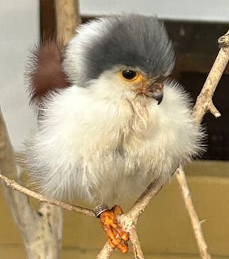 掛川花鳥園に投稿された画像（2025/11/1）