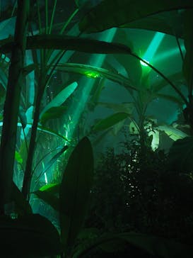 京都府立植物園　LIGHT CYCLES KYOTOに投稿された画像（2025/11/2）