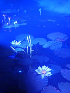 京都府立植物園　LIGHT CYCLES KYOTOに投稿された画像（2025/11/2）