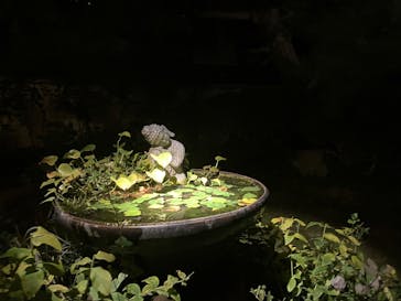 博多ライトアップウォーク実行委員会に投稿された画像（2025/11/2）