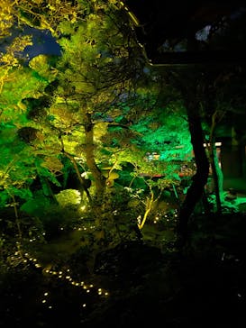 博多ライトアップウォーク実行委員会に投稿された画像（2025/11/2）